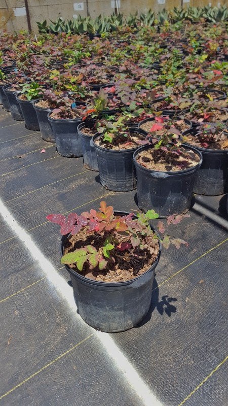 Photo for Mahonia repens (Creeping Mahonia)