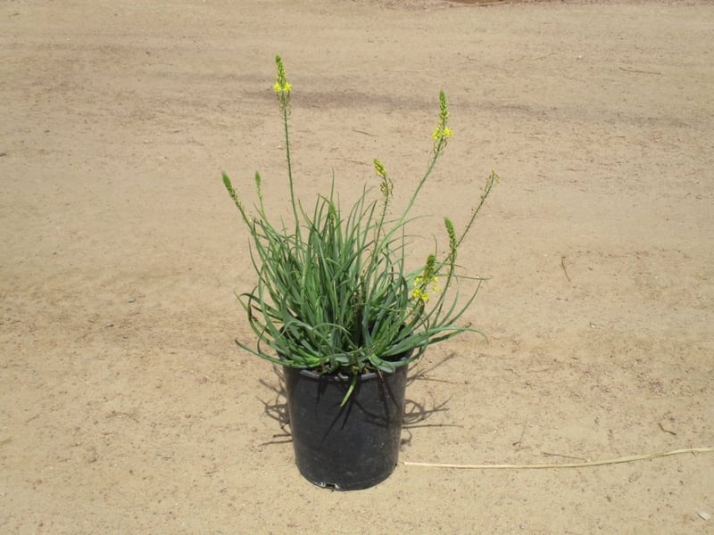 Photo for Bulbine frutescens 'Yellow' (Stalked Bulbine)