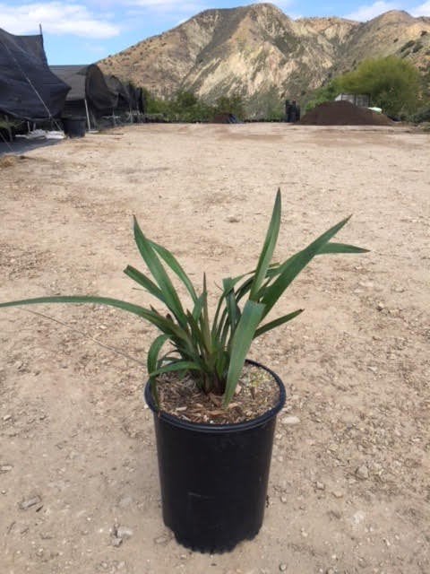 Photo for Hemerocallis hybrid (Daylily)