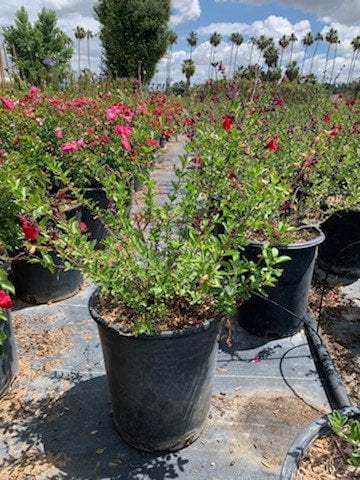 Photo for Salvia greggii (Autumn Sage)
