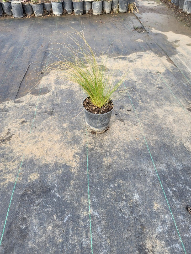 Photo for Nassella tenuissima  (Mexican Feathergrass)