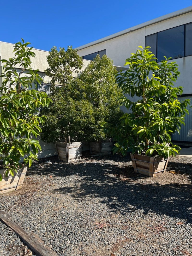 Photo for Cinnamomum camphora (Camphor Tree)