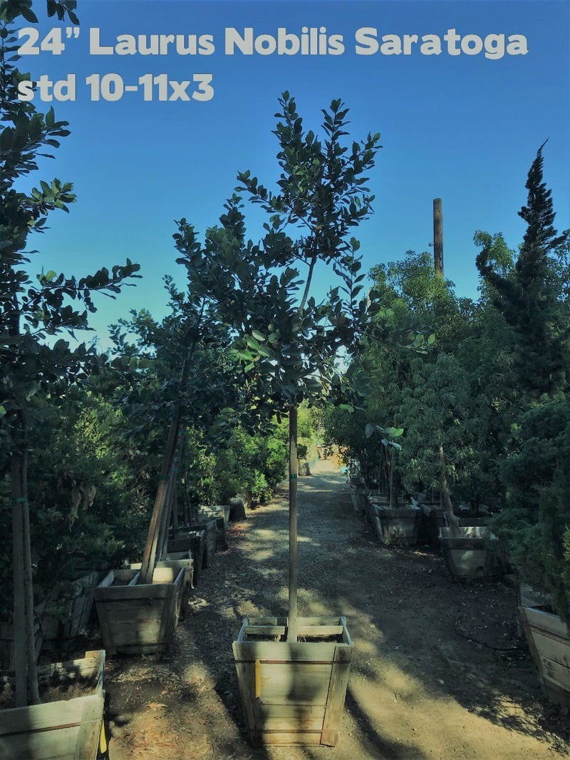 Photo for Laurus nobilis 'Saratoga' (Standard) (Saratoga Bay Laurel)