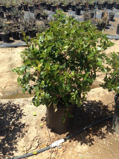 Photo for Ligustrum japonicum (Japanese Privet)