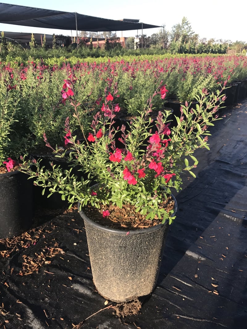 Photo for Salvia greggii 'Furman's Red' (Furman's Red Autumn Sage)