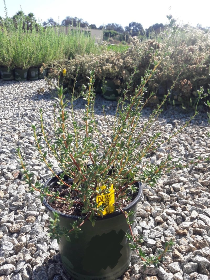 Photo for Eriogonum fasciculatum (California Buckwheat)