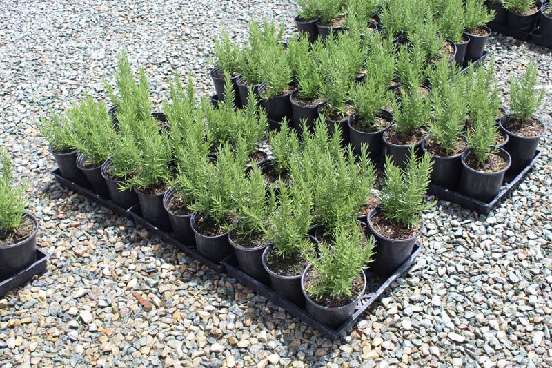 Photo for Rosmarinus officinalis 'Huntington Carpet' (Huntington Carpet Rosemary)