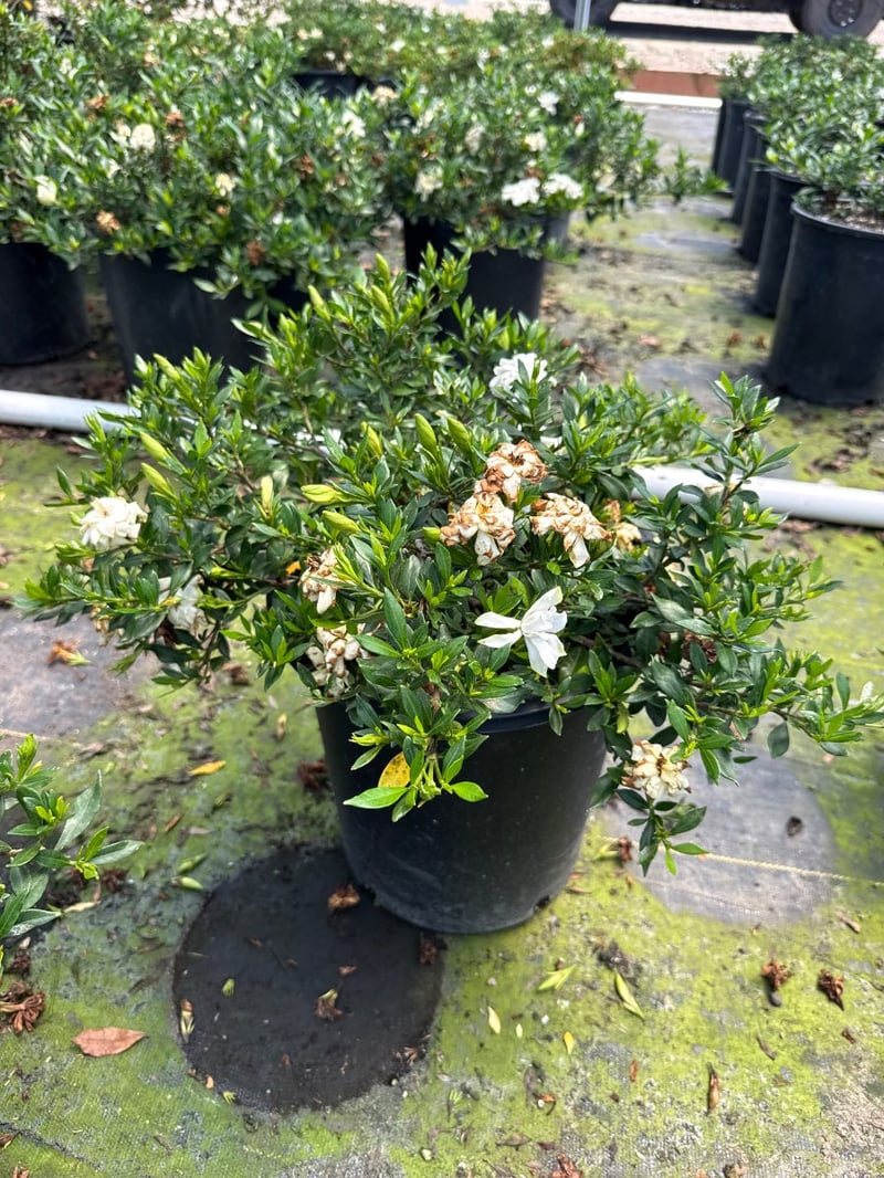Photo for Gardenia jasminoides 'Radicans' (Dwarf Gardenia)