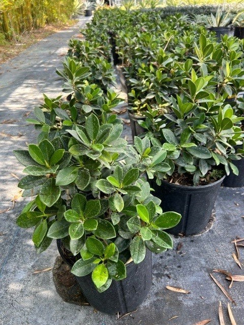 Photo for Ficus microcarpa 'Green Island' (Green Island Ficus)