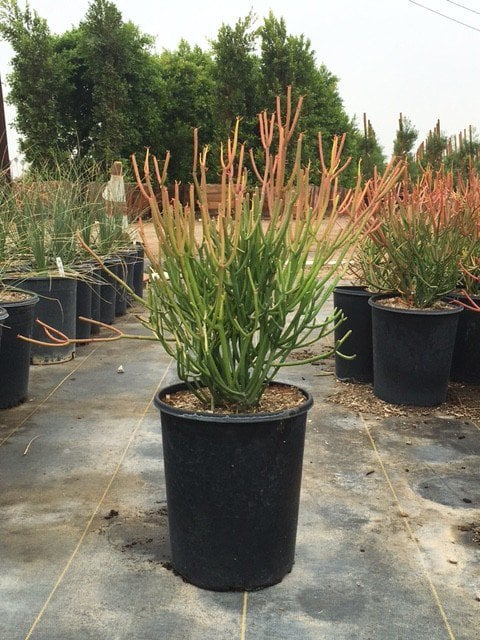 Photo for Euphorbia tirucalli 'Sticks on Fire' (Red Pencil Tree)