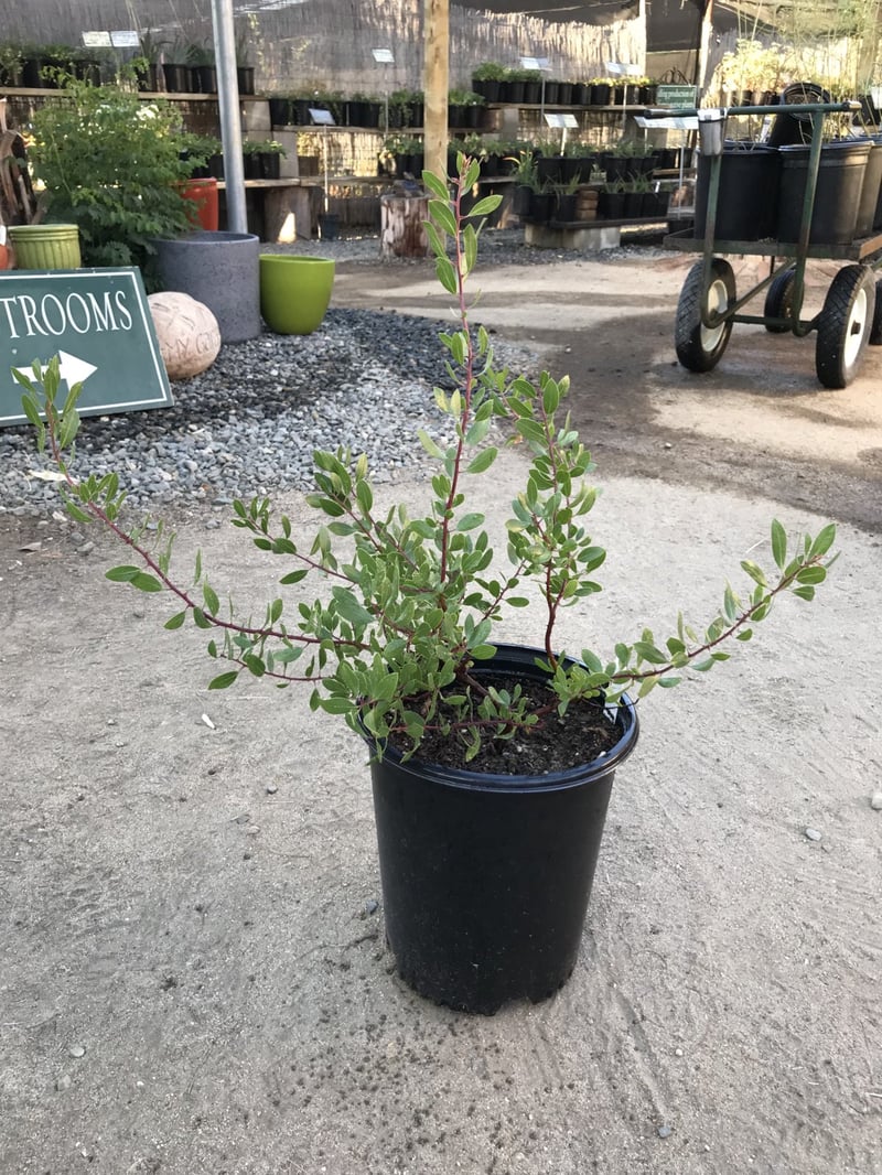 Photo for Arctostaphylos densiflora 'Howard Mcminn' (Howard McMinn Manzanita)