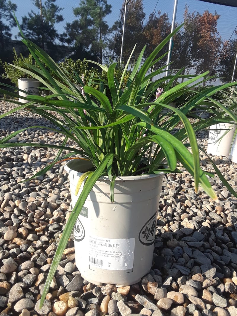 Photo for Liriope muscari (Lily Turf)