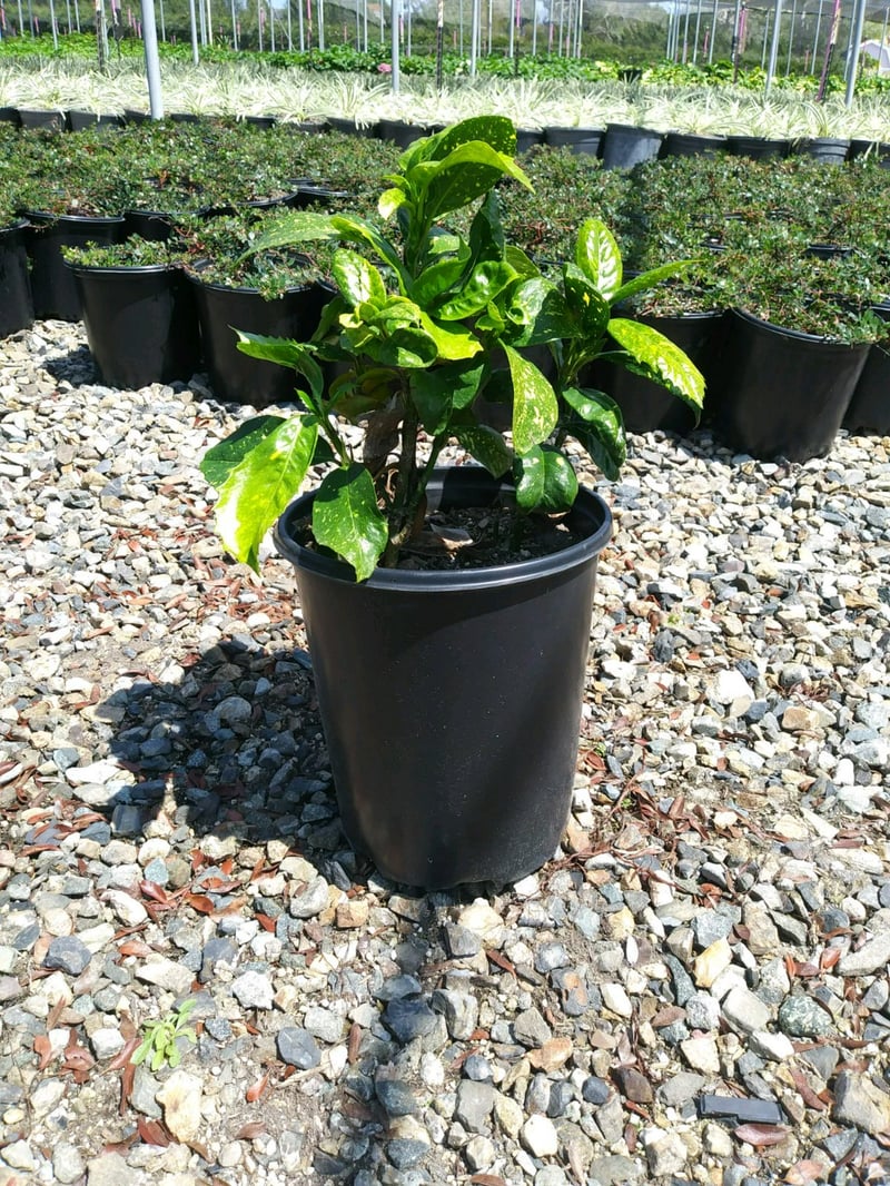 Photo for Aucuba japonica (Gold Dust Plant, Spotted Laurel)