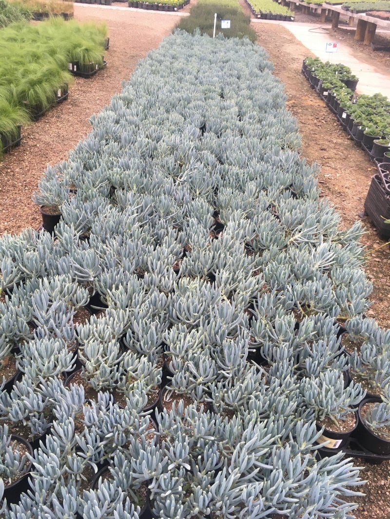 Photo for Senecio mandraliscae 'Blue Chalk Sticks' (Senecio)