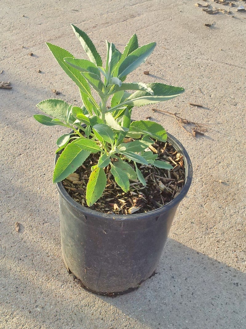 Photo for Salvia apiana (California White Sage, Bee Sage)