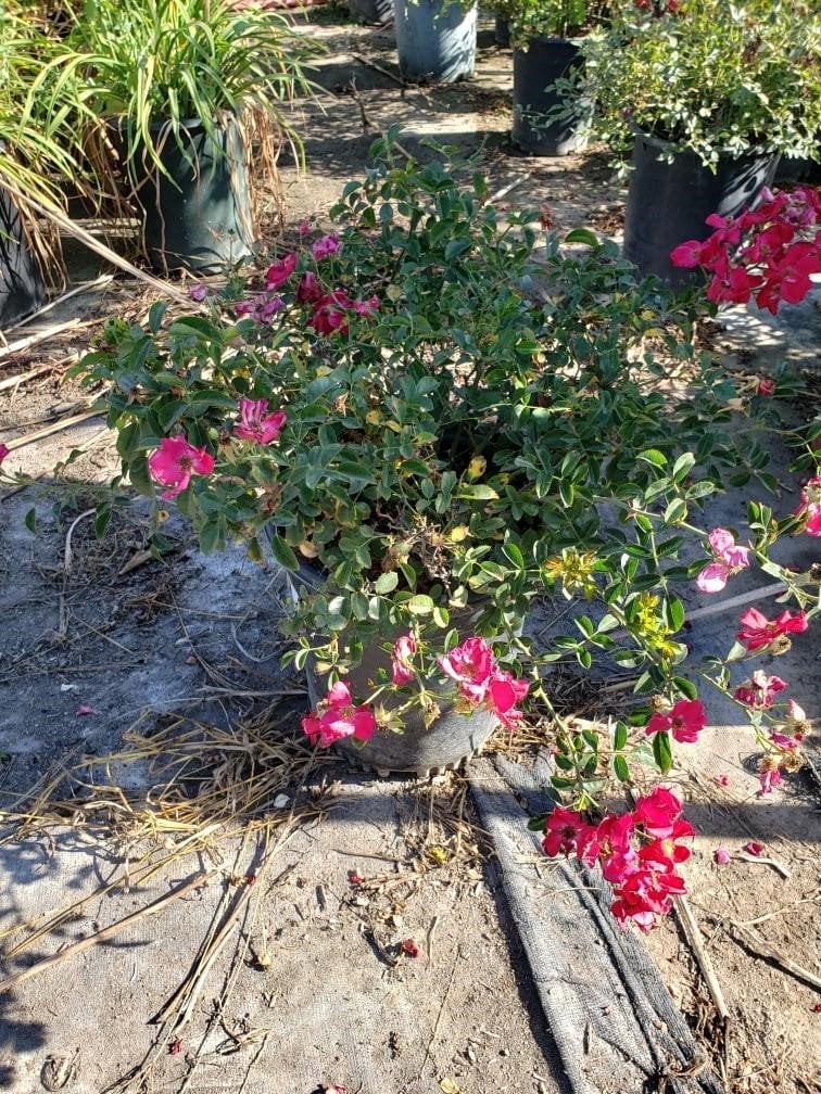 Photo for Rosa 'Flower Carpet Red' (Flower Carpet Red Groundcover Rose)