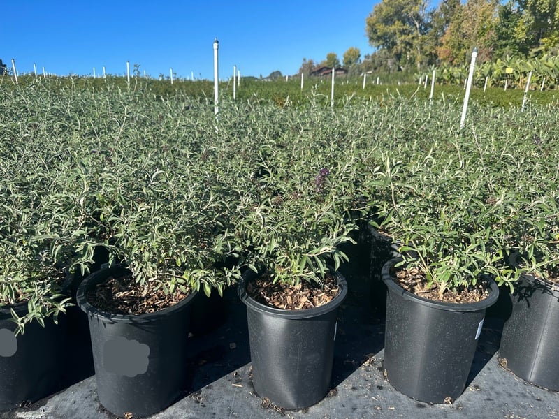 Photo for Buddleja davidii (Butterfly Bush)