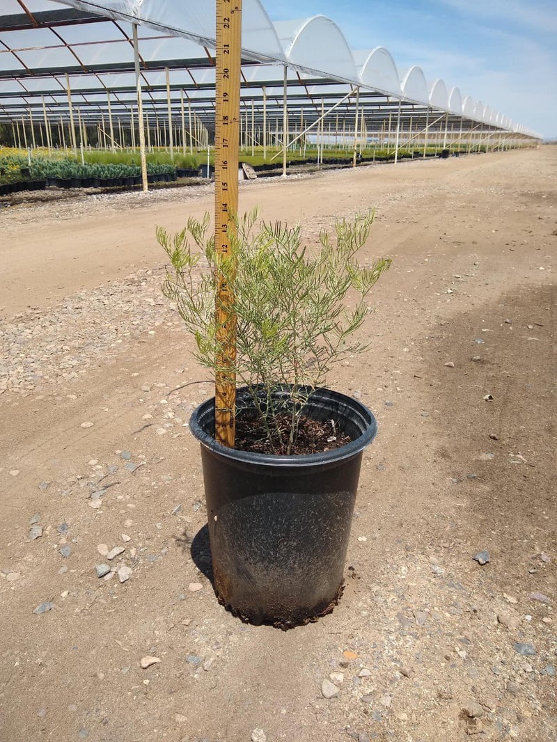 Photo for Senna artemisioides (Cassia artemisiodes) (Feathery Cassia)