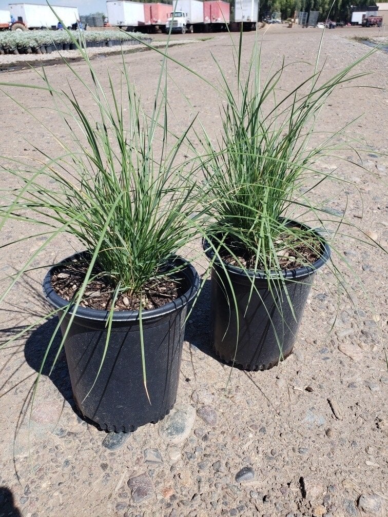 Photo for Muhlenbergia dubia (Pine Muhly)