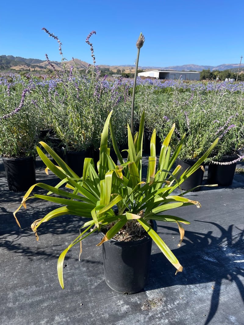 Photo for Agapanthus 'Storm Cloud' (Dark Blue Agapanthus)