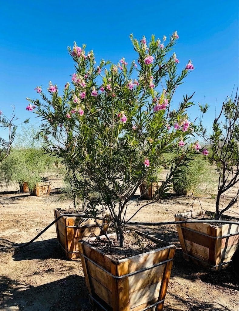 Photo for Chilopsis linearis 'Bubba' (Multi) (Bubba Desert Willow)