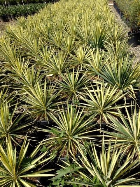 Photo for Yucca filamentosa 'Color Guard' (Color Guard Yucca)