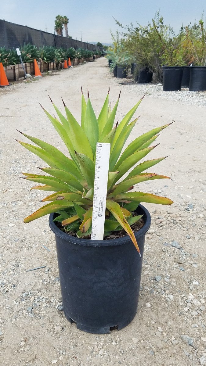 Photo for Agave desmetiana (Smooth Agave)