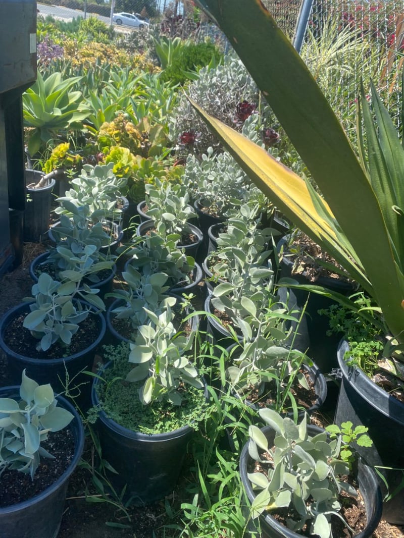 Photo for Kalanchoe bracteata (Silver Teaspoons)