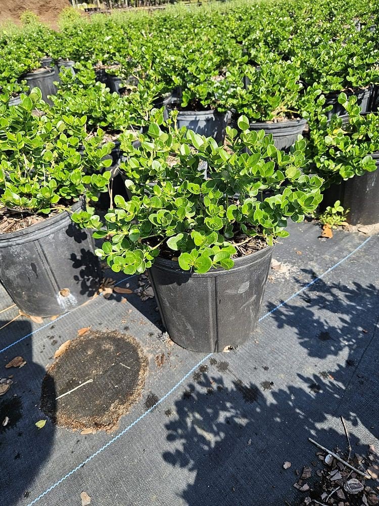 Photo for Carissa macrocarpa 'Emerald Blanket' (Dwarf Natal Plum)