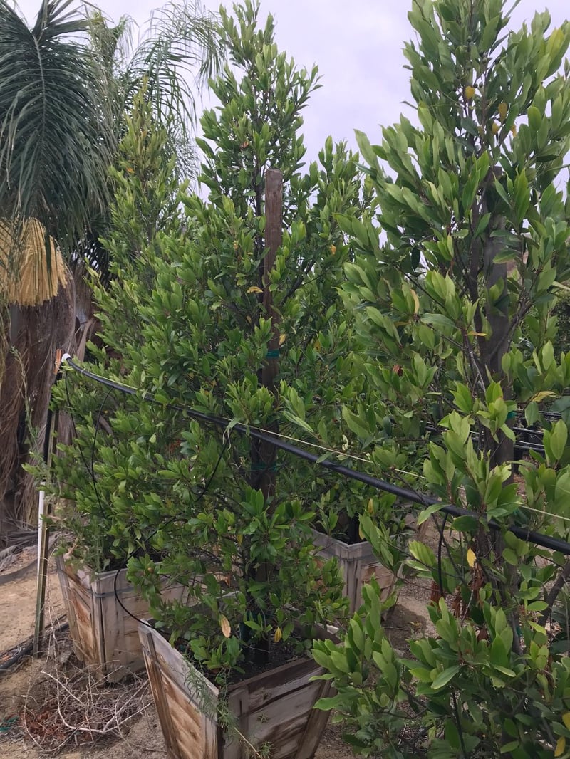 Photo for Prunus caroliniana (Column) (Carolina Cherry Laurel)