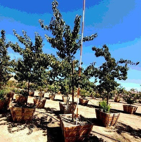 Photo for Pyrus kawakamii (Standard) (Evergreen Pear)