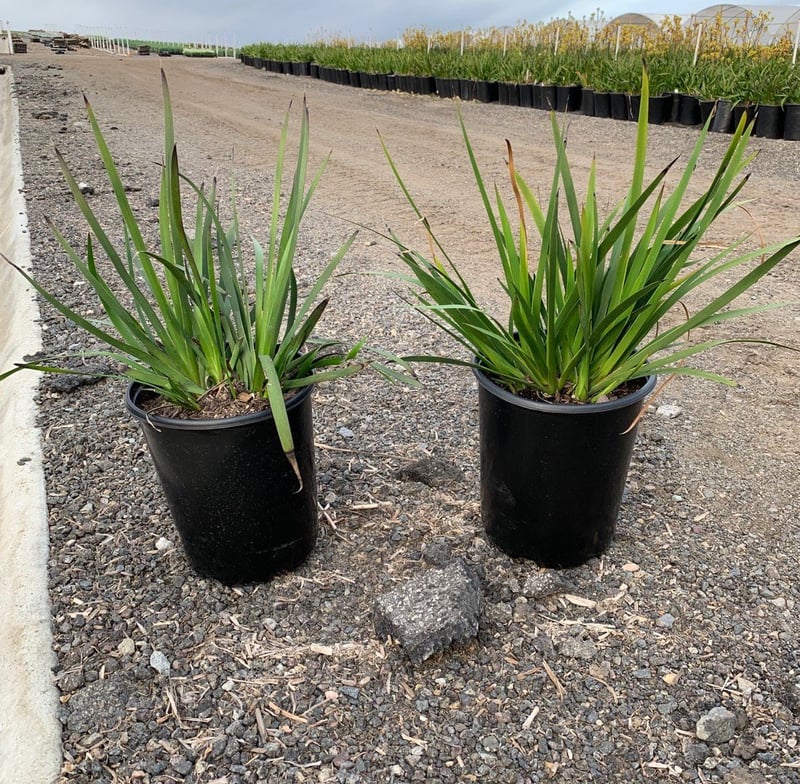 Photo for Anigozanthos flavidus 'Big Red' (Red Kangaroo Paw)