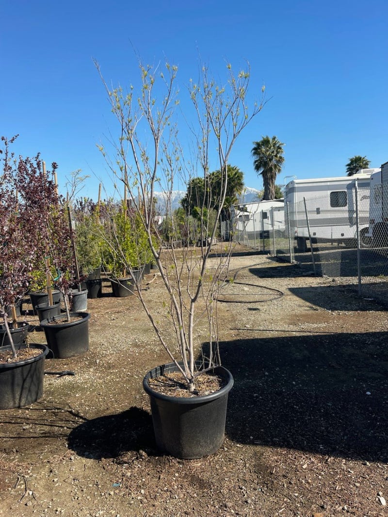 Photo for Chilopsis linearis 'Burgundy' (Multi) (Burgundy Desert Willow)