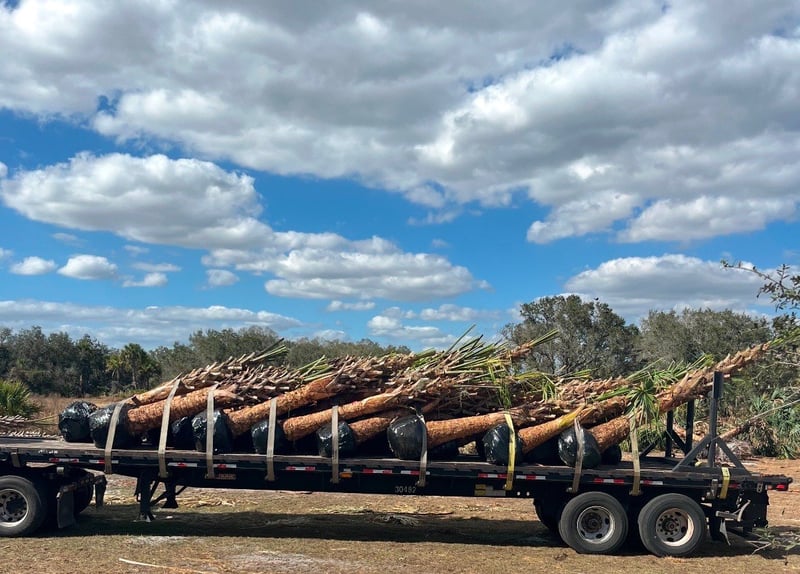 Photo for Sabal palmetto (Cabbage Palm)