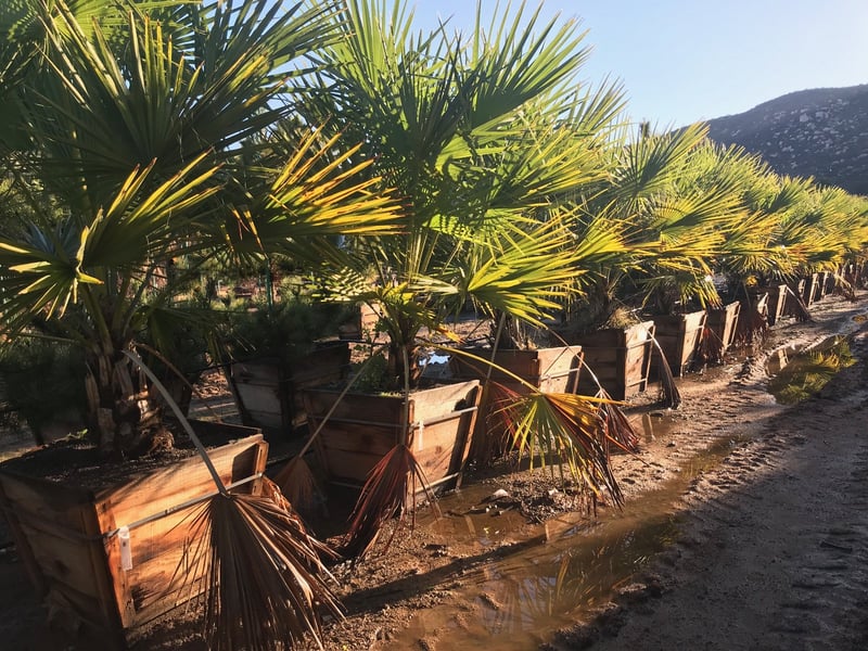 Photo for Brahea edulis (Guadalupe Palm)