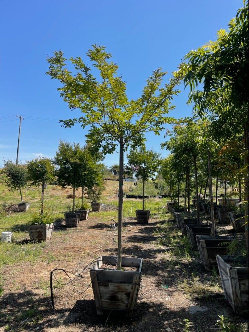 Photo for Lagerstroemia indica (Standard) (Crape Myrtle)