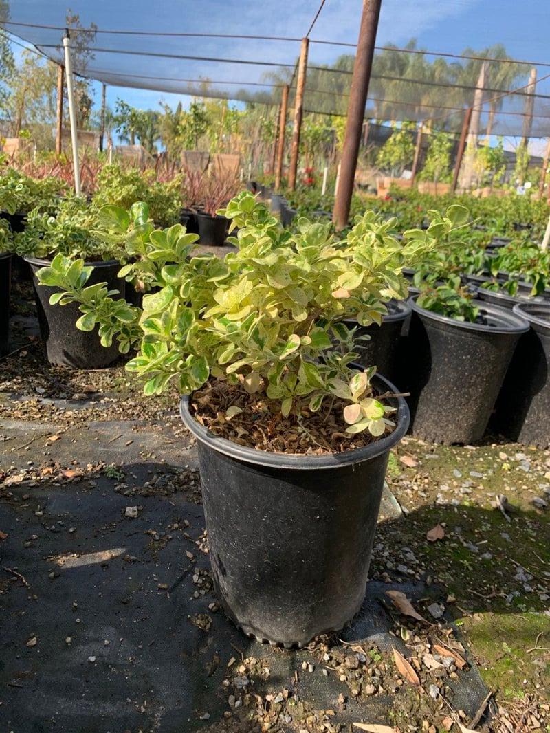 Photo for Coprosma repens 'Marble Queen' (Dwarf Variegated Mirror Plant)