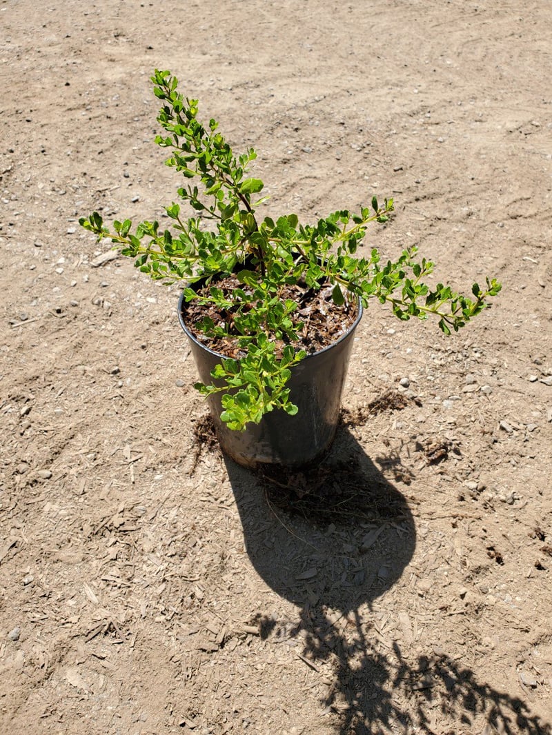 Photo for Baccharis pilularis 'Pigeon Point' (Pigeon Point Dwarf Coyote Brush)