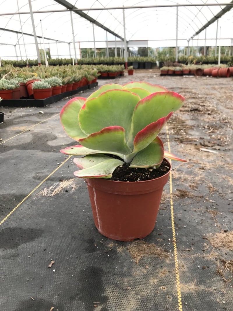 Photo for Kalanchoe 'Fantastic' (Variegated Paddle Plant )