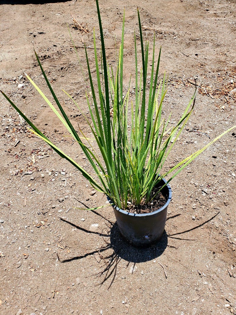 Photo for Dietes (any variety) (Fortnight Lily)