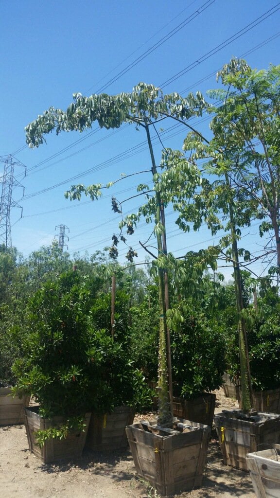 Photo for Chorisia speciosa (Floss Silk Tree)