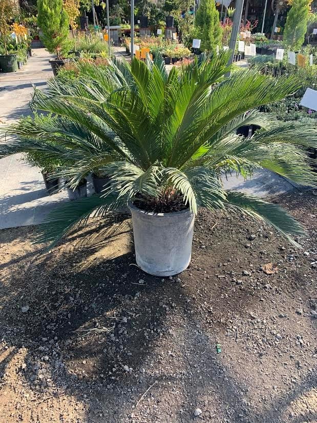 Photo for Cycas revoluta (Sago Palm)