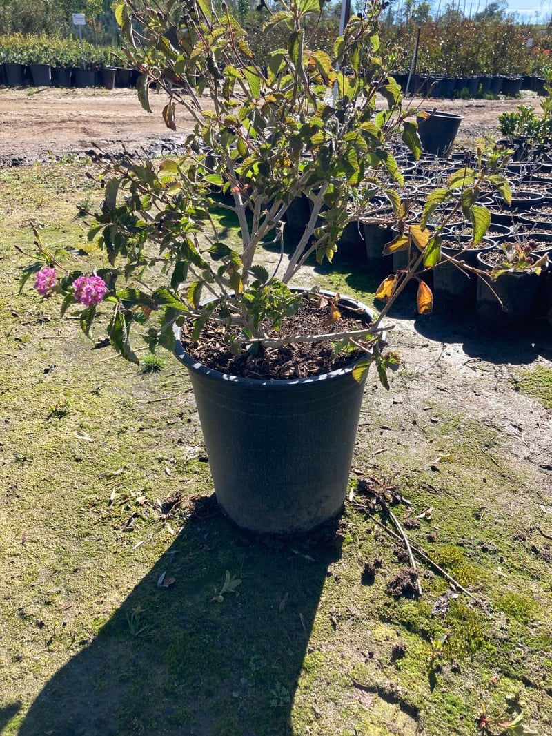 Photo for Lantana camara 'Moni' (Confetti Lantana)