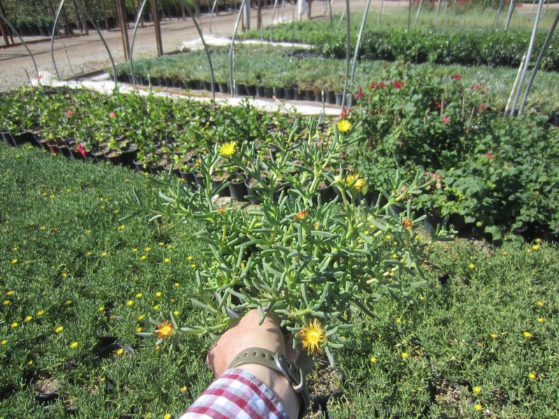 Photo for Lampranthus spectabilis (Trailing Iceplant)