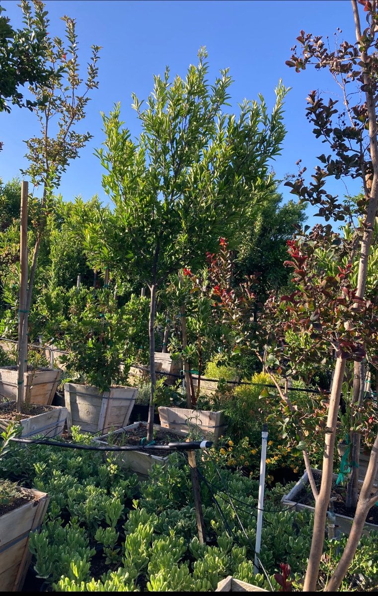 Photo for Prunus caroliniana (Standard) (Cherry Laurel Tree)