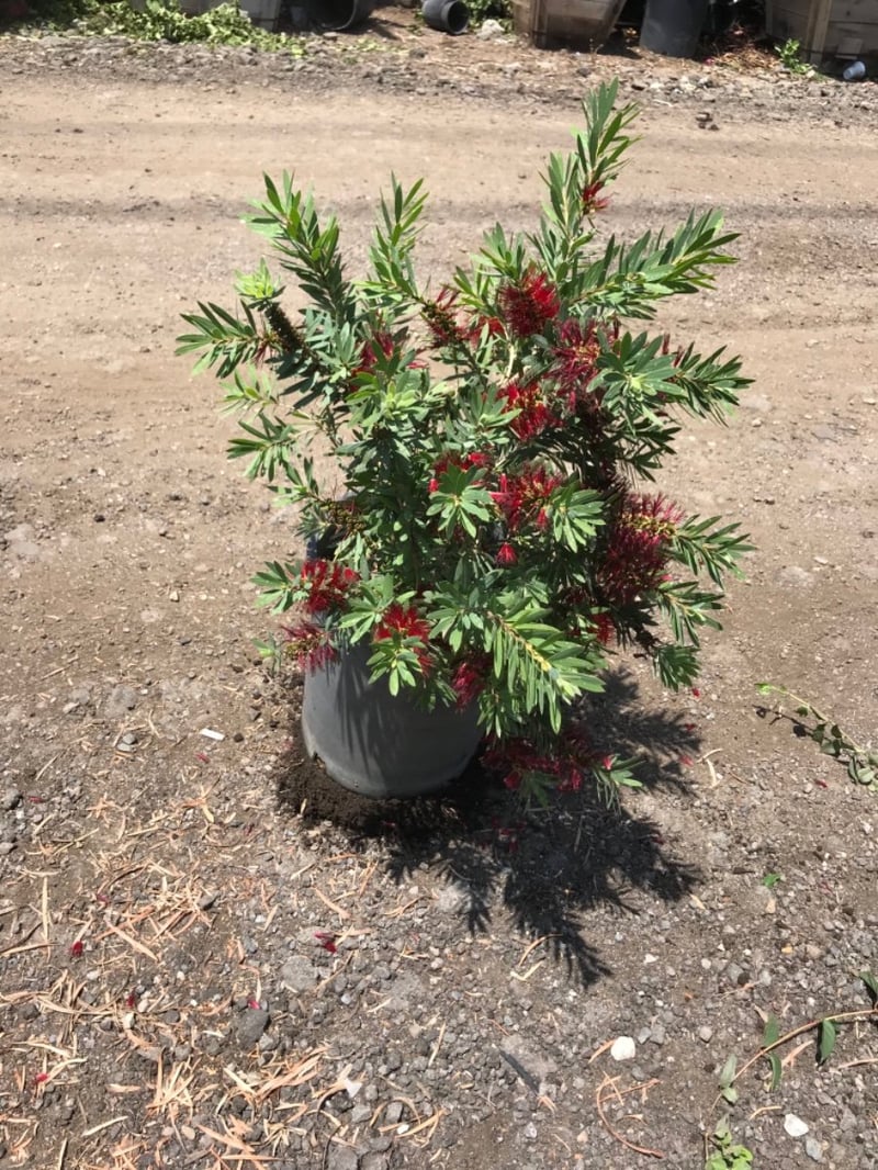 Photo for Callistemon viminalis 'Little John' (Little John Weeping Bottlebrush)