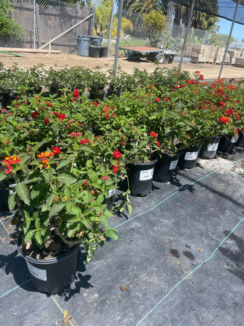 Photo for Lantana camara 'Dallas Red' (Dallas Red Lantana)