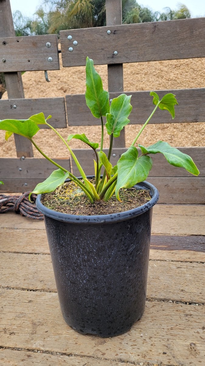 Photo for Philodendron 'Xanadu' (Xanadu Philodendron)