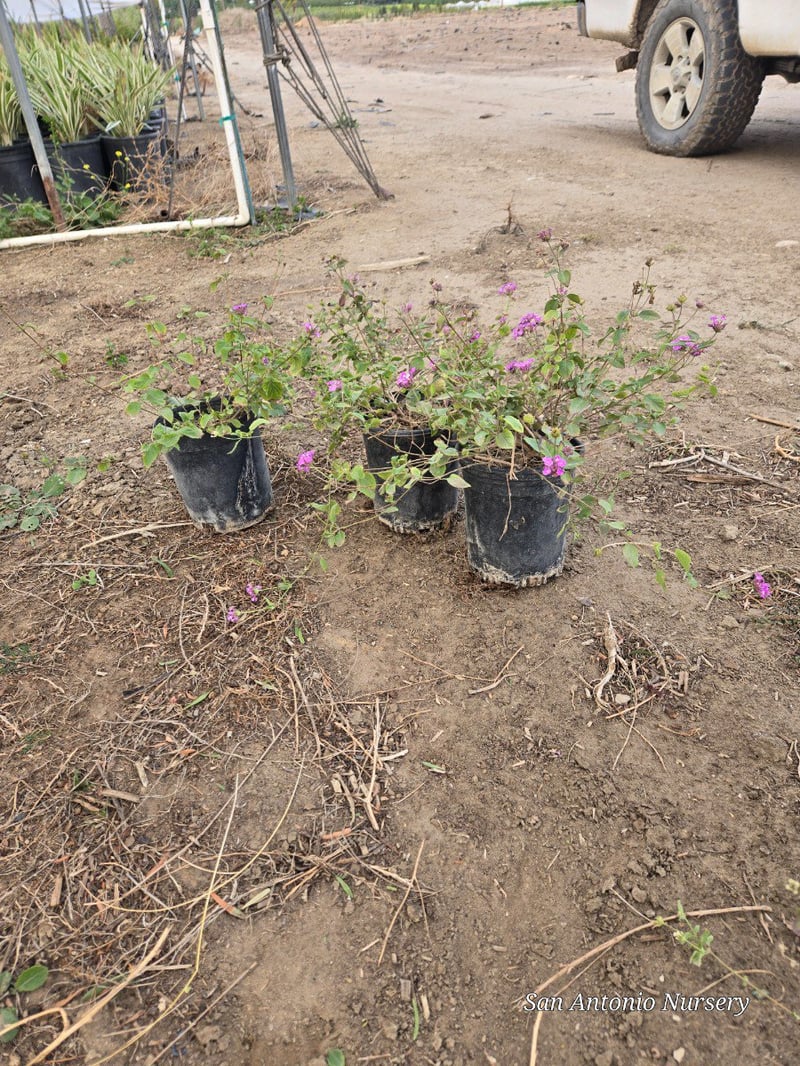 Photo for Lantana montevidensis (Purple Trailing Lantana)