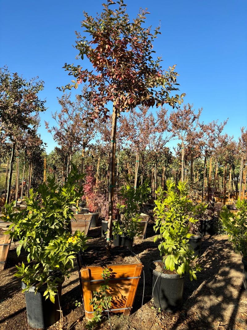 Photo for Lagerstroemia indica 'Zuni' (Standard) (Zuni Crape Myrtle)
